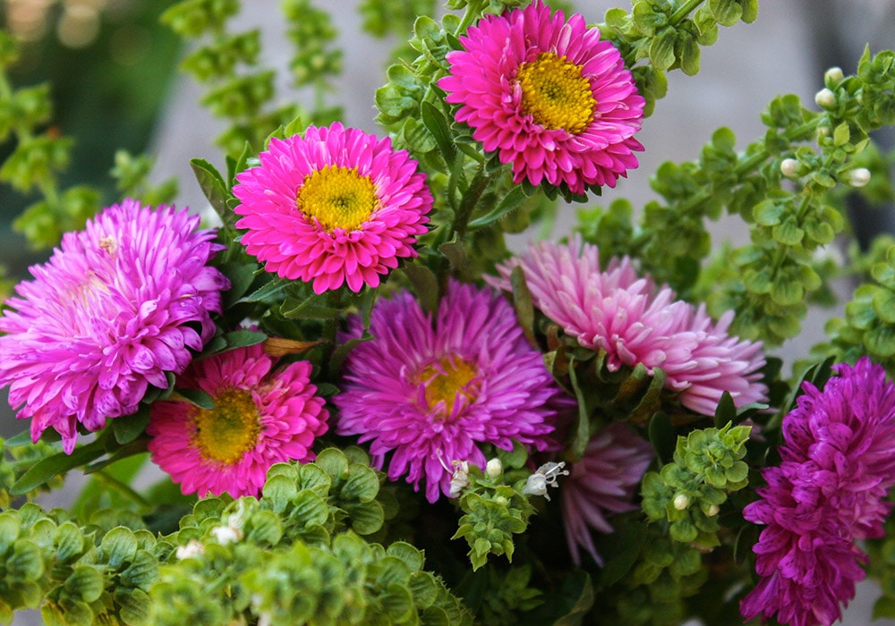 Photograph of pink Asters