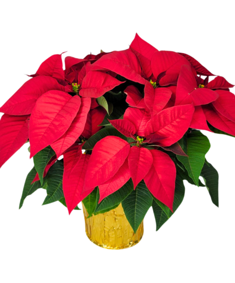 Designer's Choice Pointsettia 6