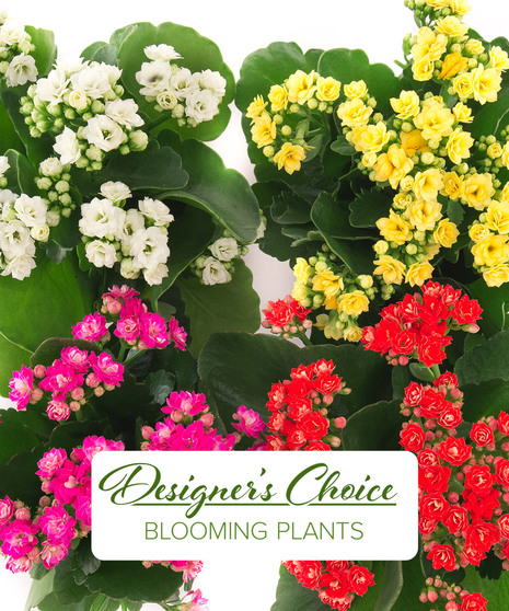 Blooming Plant - Designer's Choice